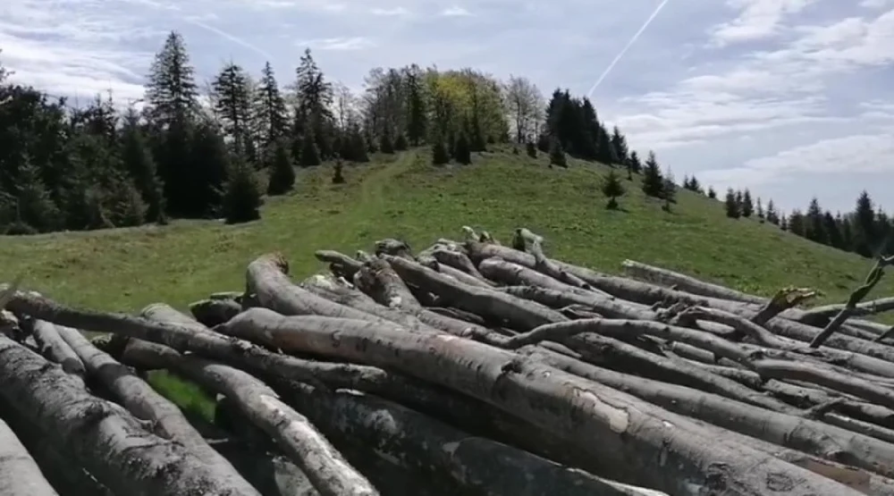 Curățenie la Romsilva. Pădurari condamnați pentru furt din pădure au continuat să lucreze. Ministrul Mediului: „Au fost dați afară”