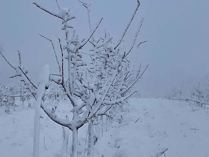 Înghețul din primăvara trecută a afectat producția de fructe FOTO: arhiva Daniel Pavel