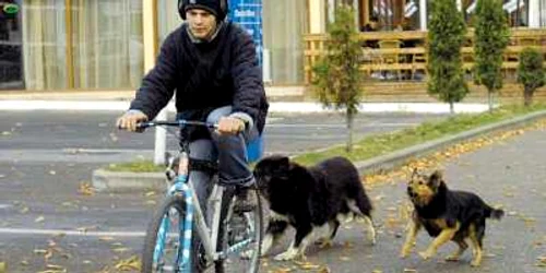Anul trecut, peste 400 de oameni au ajuns la spital muşcaţi de câini maidanezi