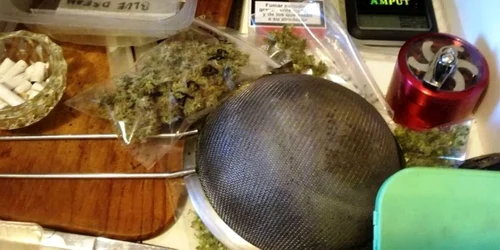 Cannabis descoperit în apartamentul unui tanar din Constanta FOTO Politia Romana