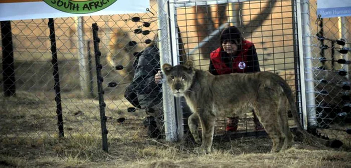 Andi va fi o leoaică fericită în savana africană