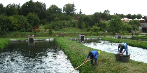 idei de afaceri ferma piscicola