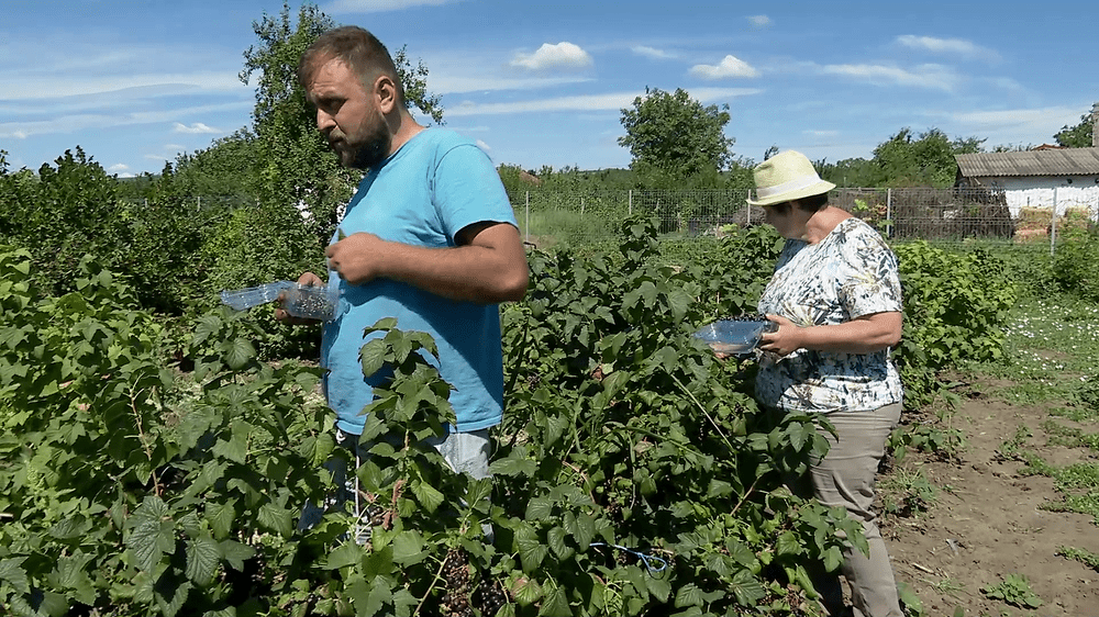 Cum au ajuns fermierii din Buzău să „îmblânzească” fructele de pădure