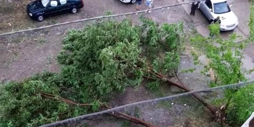 Galati pomi cazuti FOTO Meteoplus