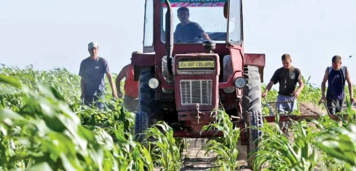 Ministrul Agriculturii a anunţat că, pentru anul în curs, au fost alocate 493 de milioane de lei pentru continuarea acestei scheme de ajutor prin care este subvenţionată motorina folosită în agricultură