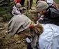 Cetatea Capidava tabăra antică Danais Sursa foto Danais 