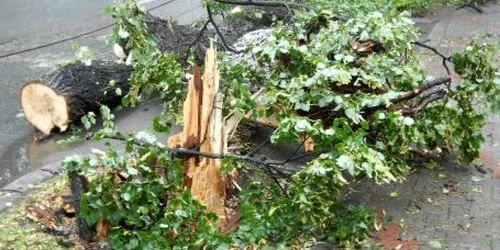 Copacii căzuţi la pământ nu au creata probleme