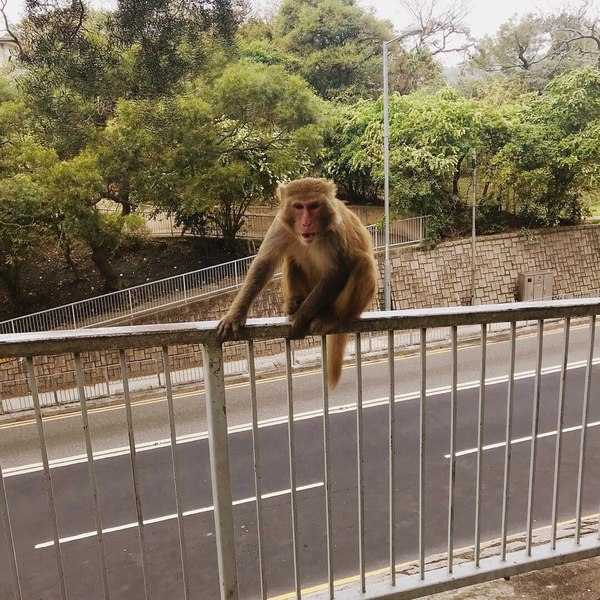 Hong Kong a emis o alertă sanitară: un bărbat a contractat un virus rar și mortal, după ce a fost atacat de o maimuţă în parc