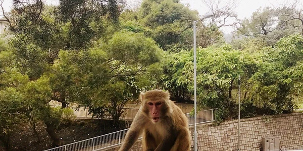 macac, Parcul Kam Shan, foto Facebook