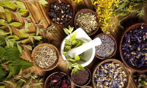 1 plante febra jpg jpeg