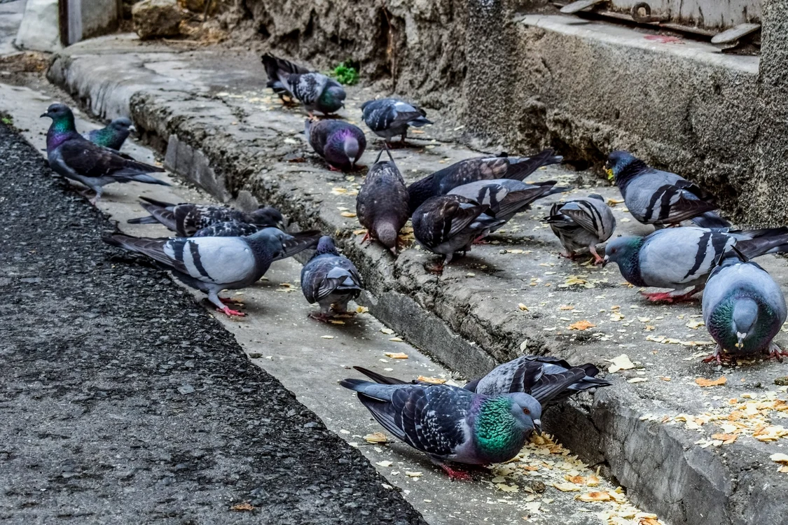 Porumbei Foto Dimitris Vetsikas , Pixabay 