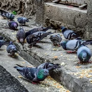 Porumbei Foto Dimitris Vetsikas , Pixabay jpg