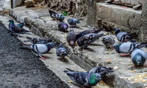Porumbei Foto Dimitris Vetsikas , Pixabay jpg