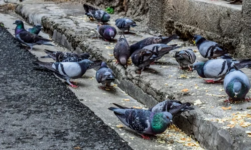 Porumbei Foto Dimitris Vetsikas , Pixabay jpg