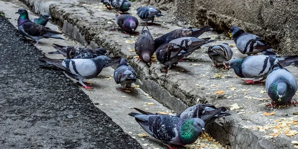 Porumbei Foto Dimitris Vetsikas , Pixabay jpg
