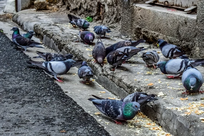 Porumbei Foto Dimitris Vetsikas , Pixabay 
