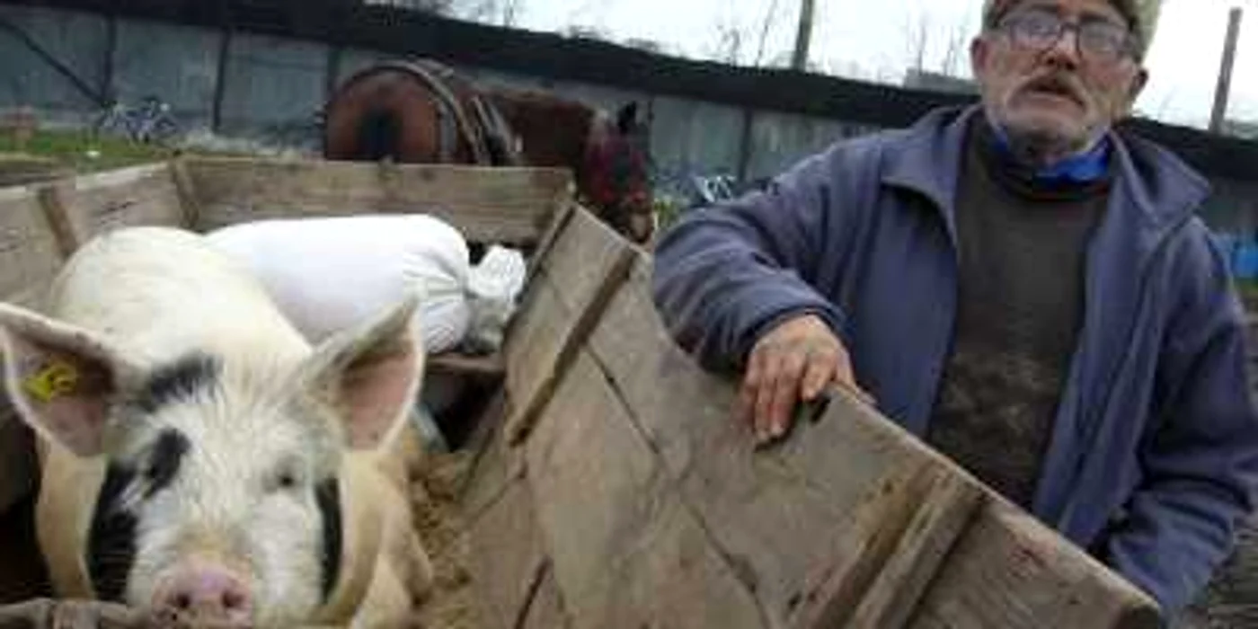 Crescătorii de animale au invadat Oborul
