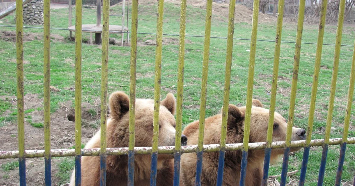 Urşii, cei mai fericiţi că vine frigul