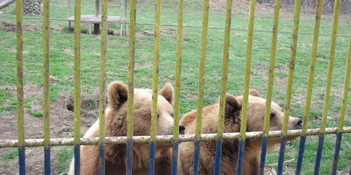 Urşii, cei mai fericiţi că vine frigul