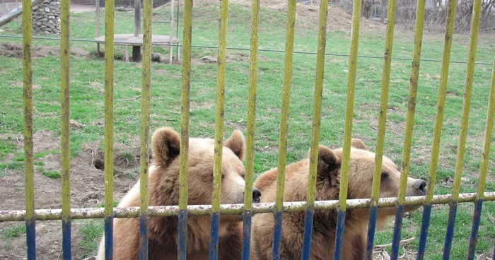Urşii, cei mai fericiţi că vine frigul