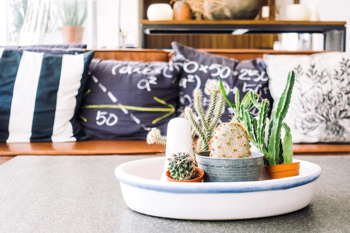 Cactusul este considerată o plantă care aduce ghinion și sărăcie / Foto: Freepik