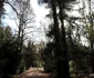 Parcul Dendrologic din Simeria Foto Daniel Guță ADEVĂRUL (27) JPG