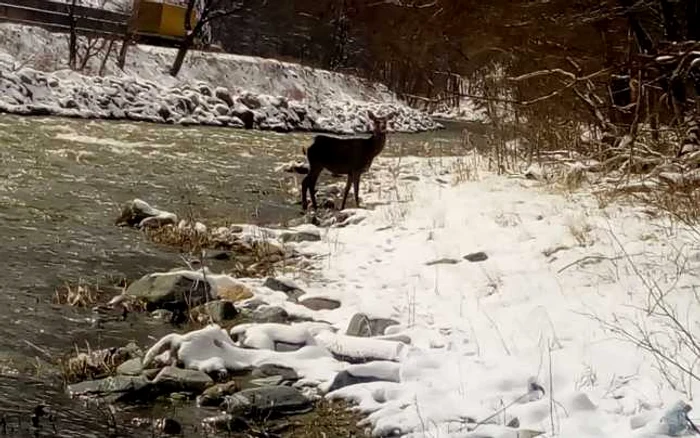 Căprioara a fost salvată FOTO: ISU Gorj