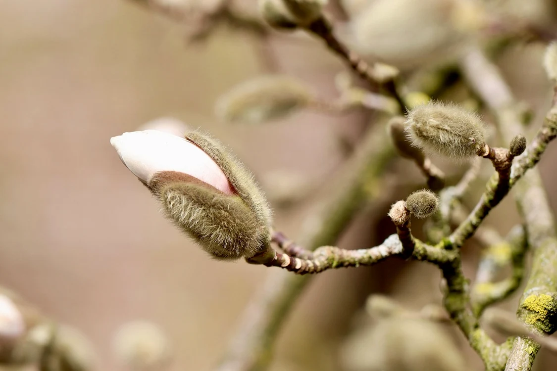 Primăvara este din ce în ce mai aproape / foto: Pixabay 