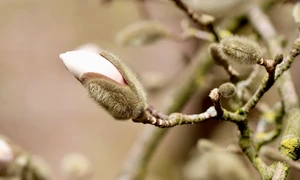 nennieinszweidrei magnolia stellata 7858448 1280 jpg