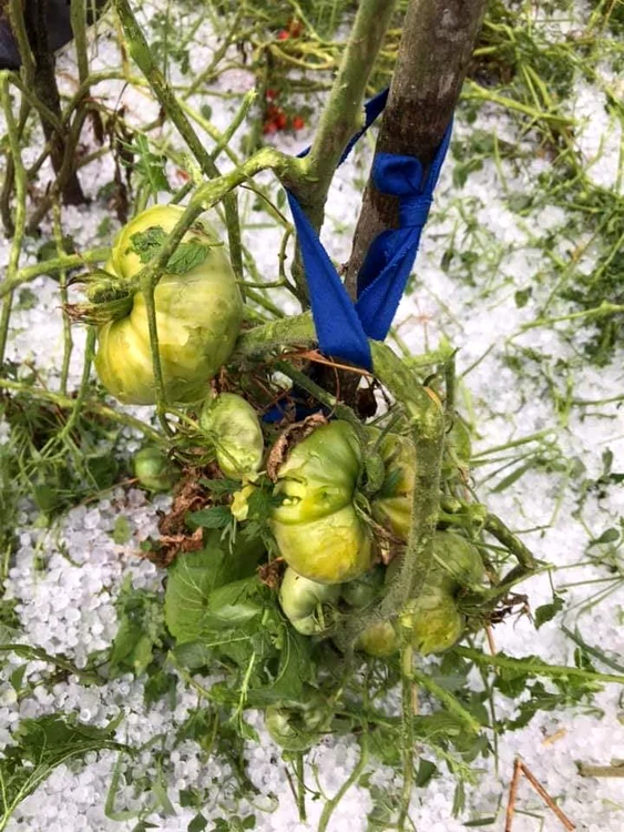 Culturile oamenilor au fost compromise