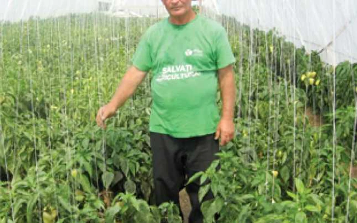 Ion Păunel şi-a modernizat cultura de legume.