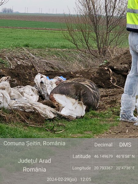 Cadavre de porci și vaci, aruncate la marginea drumului, aproape de Vama Nădlac