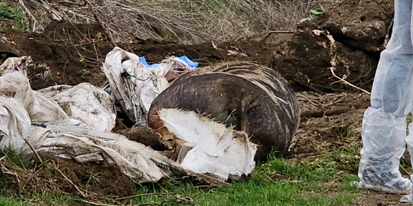 cadavre animale 2 jpg