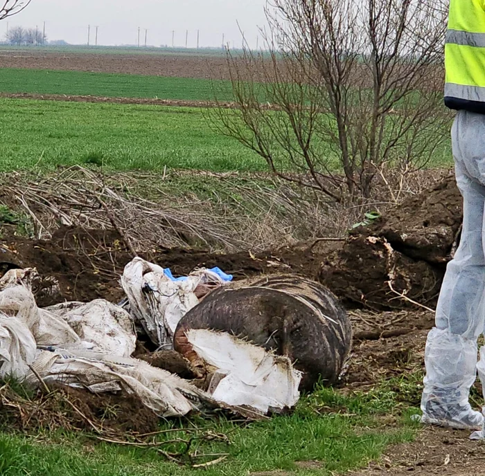 Animalele erau îngropate FOTO Garda de Mediu