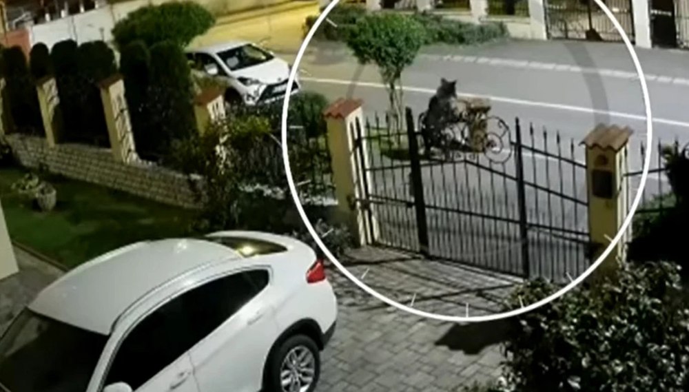 Mărturia unei rude a șefului Salvamont, atacat de urs pe o stradă din Predeal: „A făcut infarct și n-a mai mișcat. Dacă nu venea jandarmul, murea”