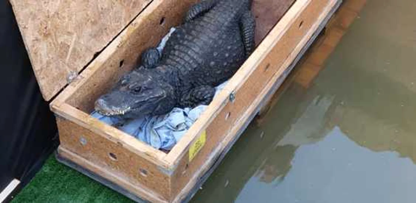 Crocodili de Arad FOTO  Facebook/Laura Crişan/Aradon.ro
