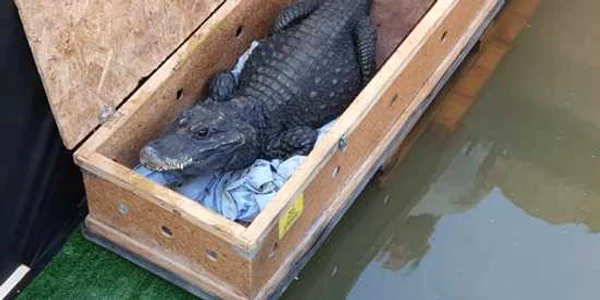 Crocodili de Arad FOTO  Facebook/Laura Crişan/Aradon.ro