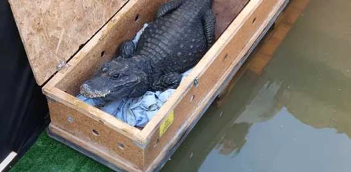 Crocodili de Arad FOTO Facebook/Laura Crişan/Aradon.ro