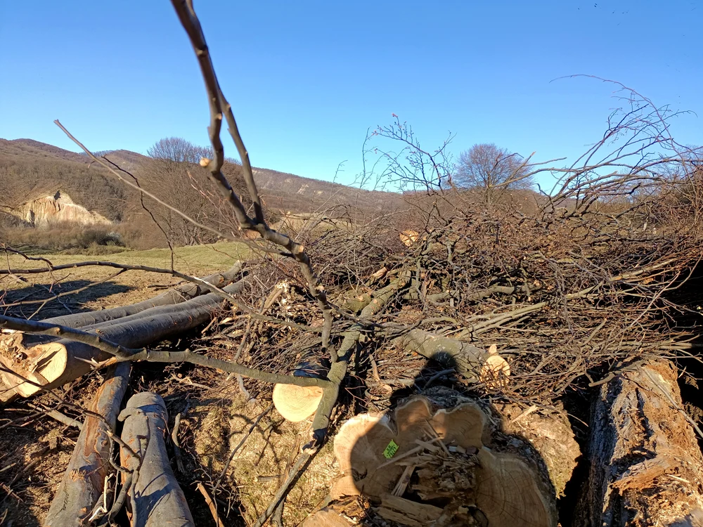 Lemn exploatat din tăiere la ras lângă Piramidele din Râmnicu Vâlcea Foto Daciana Stoica
