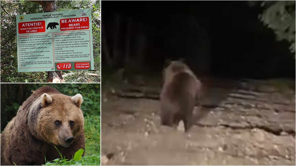 Urs filmat alergând la poalele unei cetăți dacice. Animalul sălbatic a rupt-o la fugă chiar pe mijlocul drumului din sat
