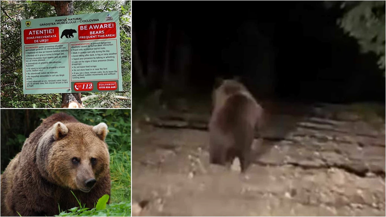 Ursul filmat de Sorin Zgăvîrdean (dreapta) și mesajele de atenționare cu privire la prența urșilor.