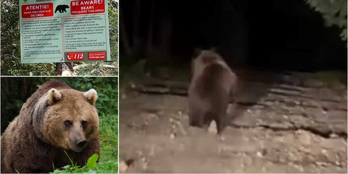 Ursul din Costesti  Foto Sorin Zgăvârdean jpg