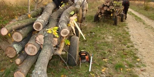 taieri lemne ziarul de iasi