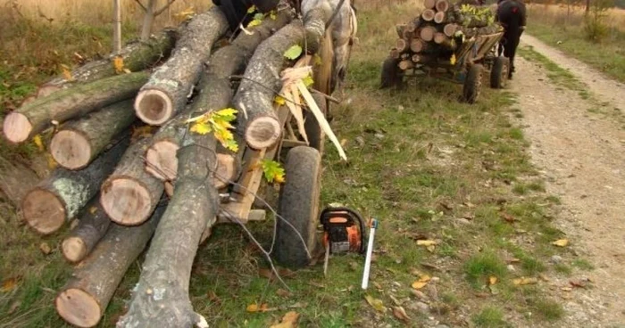 Hoţii de lemne transportau materialul lemnos cu căruţele FOTO Ziarul de Iaşi