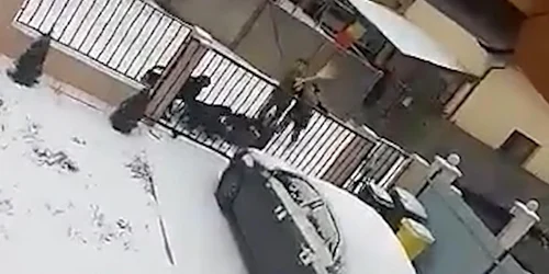 atac femeie caini suceava 