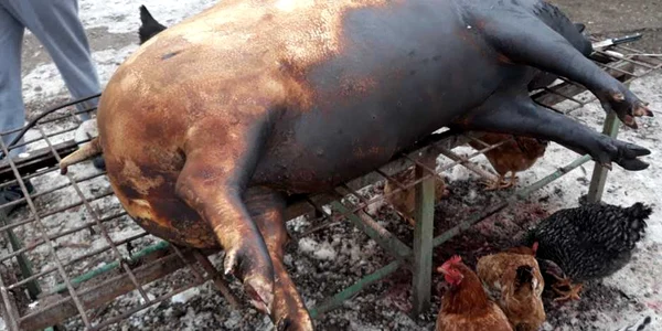 sacrificare porci