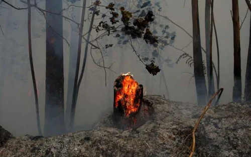 Urmările incendiului forestier din zona Leiria Portugalia FOTO Guliver / Getty Images / Pablo Blazquez Dominguez