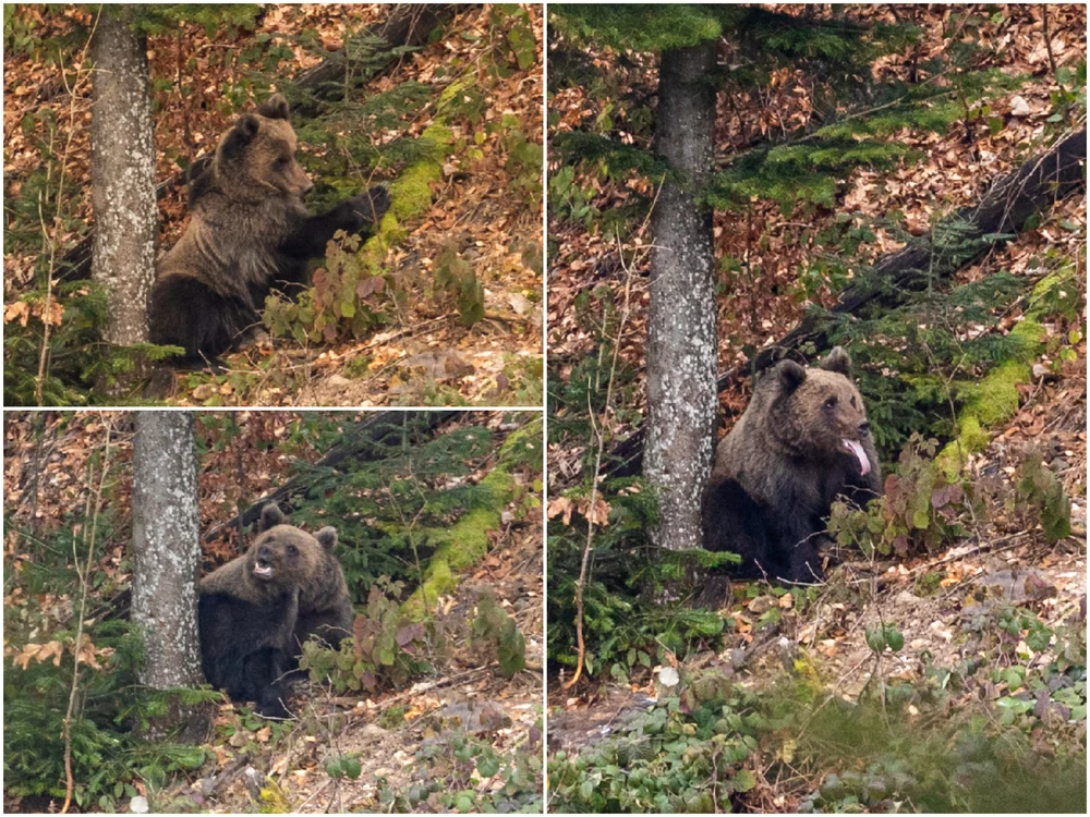 Exemplar de urs, susprins într-o pădure de pe munte FOTO Parcul Natural Apuseni