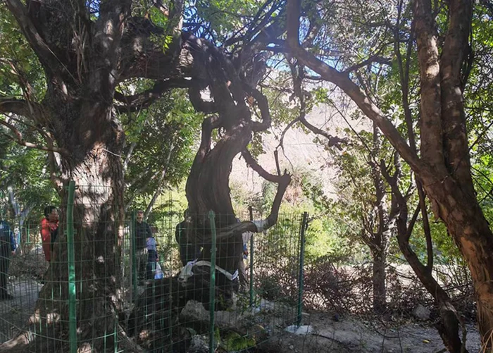 Viţa-de-vie se află în estul Tibetului