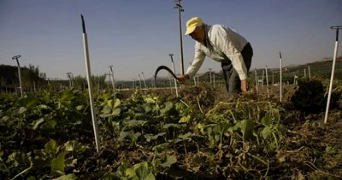 Pentru început, fermierii vor primi avansul în valoare de 37 de euro